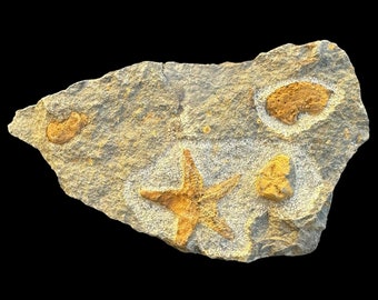 Top quality Brittle Starfish Fossil on matrix (Ordovician, 488 - 433 million years) from Morocco