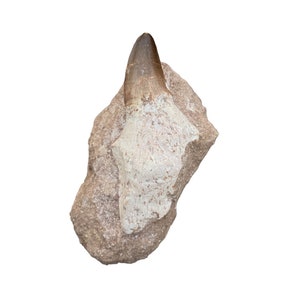 Rare Rooted Prognathodon Fossil Tooth: A One-of-a-Kind Addition to Your Collection