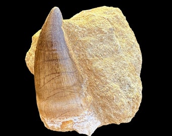 本物のメガロサウルス恐竜の歯の化石 - メガロサウルス科 | エルラズ層