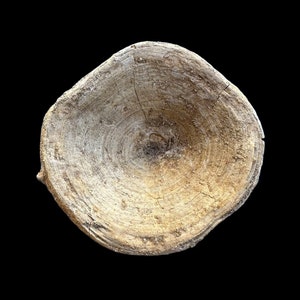 Fascinating Enchodus Fossil Vertebrae from Khouribga, Morocco – Rare Cretaceous Marine Relic
