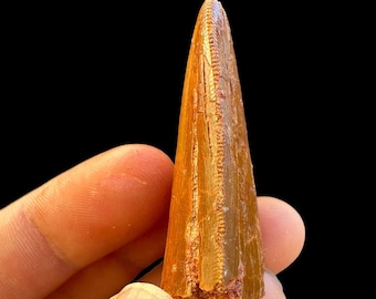 Nice Carcharodontosaurus dinosaur tooth (African T-Rex) Great Fossil Treasure: Authentic T-rex tooth from Morocco -