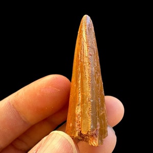 Bel dente di dinosauro Carcharodontosaurus (T-Rex africano) Grande tesoro fossile: autentico dente di T-rex dal Marocco -