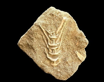 Authentic Enchodus Vertebrae Set in Matrix: Genuine Fossilized Specimens from Prehistoric Seas | Paleontology Collectibles