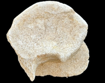 Um lindo fóssil de vértebras de Plesiosaurus - réptil marinho pré-histórico - grandes vértebras de dinossauro do Marrocos