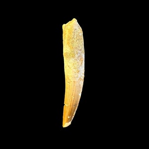 Spectacular Spinosaurus Tooth Fossil for Display or Gifting, Cretaceous Dinosaur tooth, 112 to 93.5 million years old