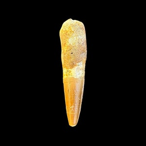 Beautiful Spinosaurus Tooth Fossil for Display or Gifting, Cretaceous Dinosaur tooth, 112 to 93.5 million years old