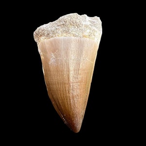 Rare Prehistoric Fossil - Mosasaurus Tooth from Ancient Oceans - Big dinosaur tooth reptile tooth from Morocco