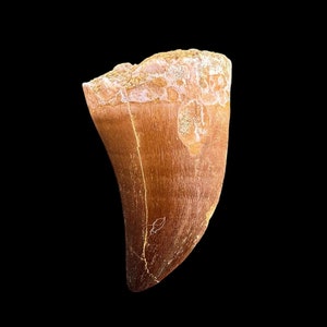 Authentic Cretaceous Mosasaurus Tooth - Natural History Gift - Big dinosaur tooth reptile tooth from Morocco
