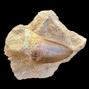 Real Mosasaurus Tooth Fossil in Natural Matrix - Stunning Prehistoric Display Piece- Dinosaur tooth - Rare Mosasaurus tooth