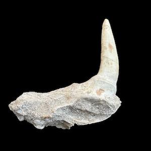 Nice Prehistoric Treasure: Top quality Rooted Enchodus Tooth for Collectors and Enthusiasts, Authentic Enchodus Tooth Fossil - A Rare Find