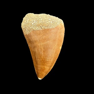 Top quality Mosasaurus tooth from Morocco - a fossilized tooth from a large marine reptile