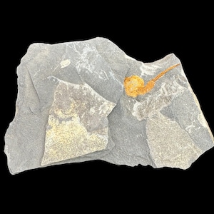 Grandi carpoidi (dendrocistiti?) fossili - El Kaid Rami, Marocco - Antichi reperti di echinodermi