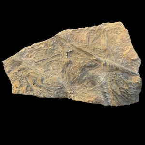 Gorgeous Moroccan Crinoid Sea Lily Fossil - A Window into Prehistoric Seas, a rare fossil