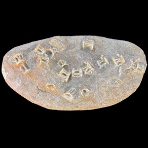 Echoes of Ancient Seas: Exquisite Set of Enchodus Vertebrae Embedded in Matrix - Explore the Depths of Prehistoric Waters