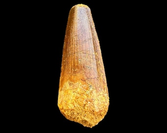 スピノサウルスの歯、実物化石、白亜紀恐竜、1億1200万～9350万年前