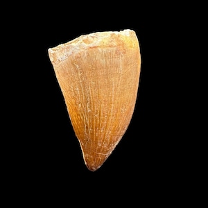 Spectacular quality Mosasaurus tooth from Morocco - a fossilized tooth from a large marine reptile