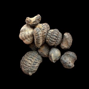 May include: A collection of fossilized trilobites, showcasing a variety of shapes and sizes. The fossils are primarily shades of gray and brown, with detailed surface textures. The background is solid black.