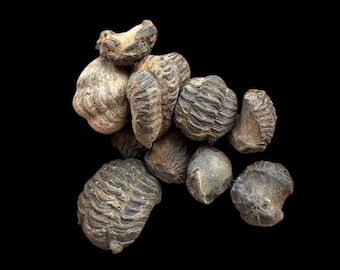 素晴らしい巻き三葉虫化石ファコプス – モロッコ産デボン紀の本物の