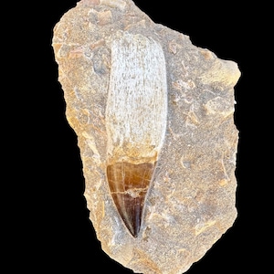 Rare Fossil Find: Genuine Mosasaurus Tooth - A Piece of Prehistoric Majesty- Real fossil from Morocco