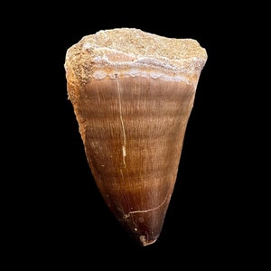 Real Mosasaurus Tooth Fossil in Matrix – Cretaceous Period – Natural History Collectible reptile fossil tooth