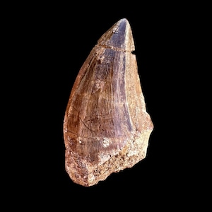 Mosasaurus Fossil Tooth - Genuine Prehistoric Predator - Big dinosaur tooth reptile tooth from Morocco