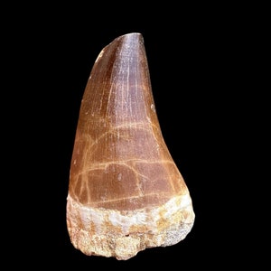 Museum-Quality Mosasaurus Tooth – Prehistoric Fossil Find – Natural History Collectible reptile fossil tooth