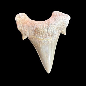 Bella gemma di storia naturale: Fossile di dente di squalo Otodus Obliquus dal Marocco, Tesoro marocchino, vero fossile di dente di squalo