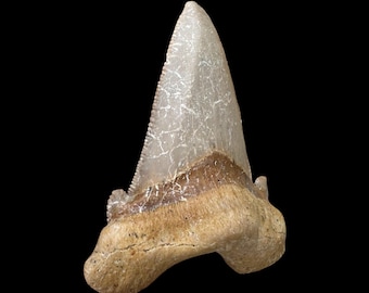 インドネシア・ジャワ島産メガロドンの歯の化石 - 本物の先史時代の