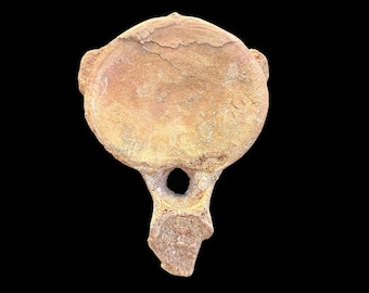 最高品質のプレシオサウルスの椎骨化石 - 先史時代の海生爬虫類