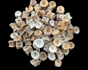 50 Enchodus Vertebrae Fossils – Authentic Cretaceous Fish Bones from Morocco – Natural Marine Fossil Specimens