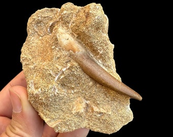 プレシオサウルスの歯、実物化石 - 白亜紀 - 1億500万年前から6600万年