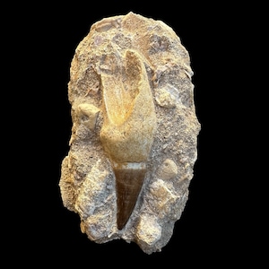 A great Mosasaurus tooth in matrix from Morocco, Fossilized Dino tooth, Big dinosaur tooth reptile tooth from Morocco