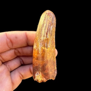 Great quality huge Spinosaurus Tooth Fossil for Display or Gifting, Cretaceous Dinosaur tooth, 112 to 93.5 million years old