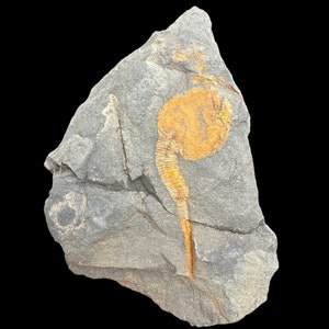 Carpoidi rari (dendrocistiti?) fossili - El Kaid Rami, Marocco - Antichi reperti di echinodermi