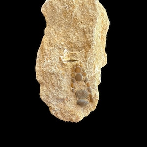 Amazing Pycnodus sp. Fossil Fish mouthplate - cretaceous fish fossil - Authentic Prehistoric Specimen from Khouribga Phosphate Basins