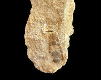 Amazing Pycnodus sp. Fossil Fish mouthplate - cretaceous fish fossil - Authentic Prehistoric Specimen from Khouribga Phosphate Basins