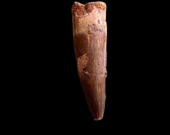 スピノサウルス　本物　化石　歯　標本 スピノサウルスの歯、実物化石、白亜紀恐竜、1億1200万～9350万年前