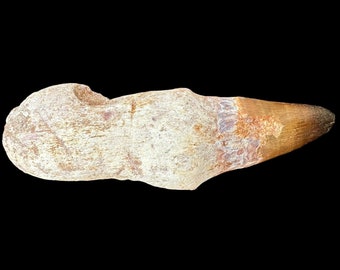 2.1インチ モササウルス プログナトドン 化石 歯 根付いた 白