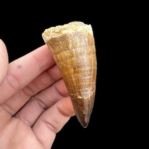 Top quality Mosasaurus tooth from Morocco, Fossilized Dino tooth, dinosaur tooth from Morocco