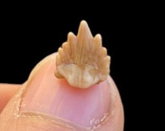 Prehistoric Wonder: Genuine Fossil Nurse Shark Tooth from Morocco's Eocene Epoch