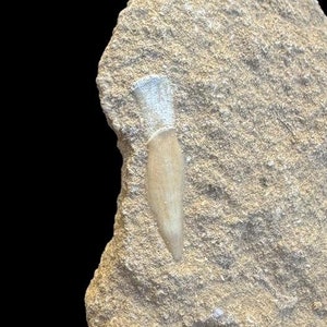Tooth Fossil in Matrix from Morocco- Exceptional Sawfish Tooth Fossil- Moroccan Sawfish Tooth Fossil in Matrix