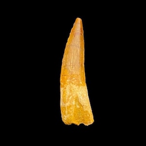 Un bel dente di spinosauro, grande dente di spinosauro, dente di dinosauro del Cretaceo, da 112 a 93,5 milioni di anni
