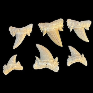 a collection of SIX SERRATOLAMNA SERRATA Shark teeth - Mackerel shark teeth from Morocco