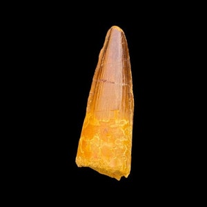 Bel dente di spino, grande dente di Spinosauro, dente di dinosauro del Cretaceo, da 112 a 93,5 milioni di anni
