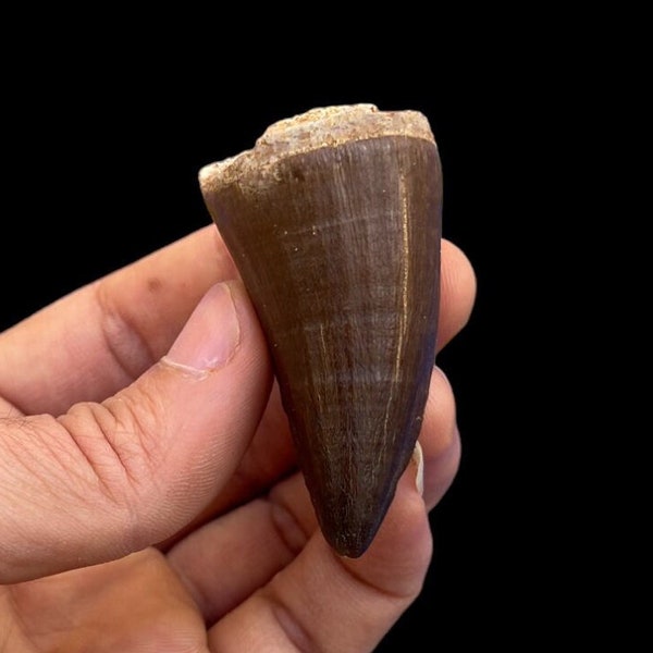 Top quality Mosasaur tooth, large marine dinosaur Mosasaurs Real fossil extinct, dino tooth from Morocco
