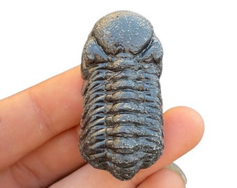 Gorgeous Reedops Trilobite fossil Phacopidae Devonian Trilobiten from Morocco