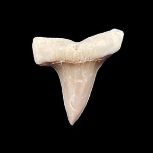 Awesome Macrorhizodus falcatus Shark Tooth from Dakhla Morocco