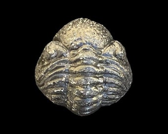 Rare nice Trilobite Reedops fossil Phacopidae Devonian Trilobiten from Morocco