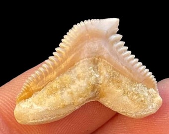 Dent de requin fossile bien conservée provenant d'un requin tigre préhistorique (Galeocerdo eaglesomi)