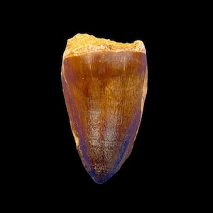 A great prognathodon curry, Mosasaurus tooth in its root from Morocco, Fossilized Dino tooth Bid dinosaur tooth
